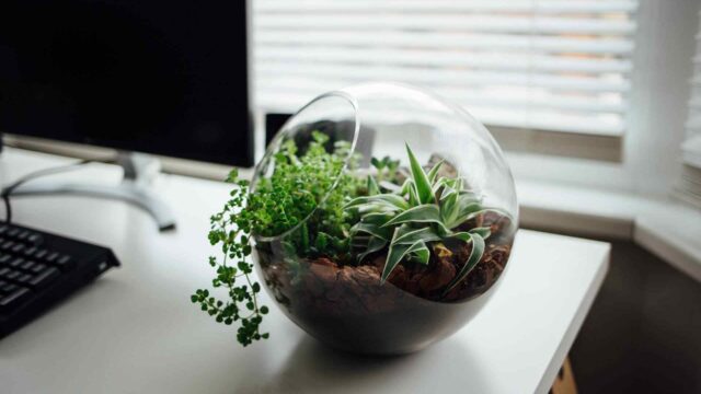 How to make glass balloon planter