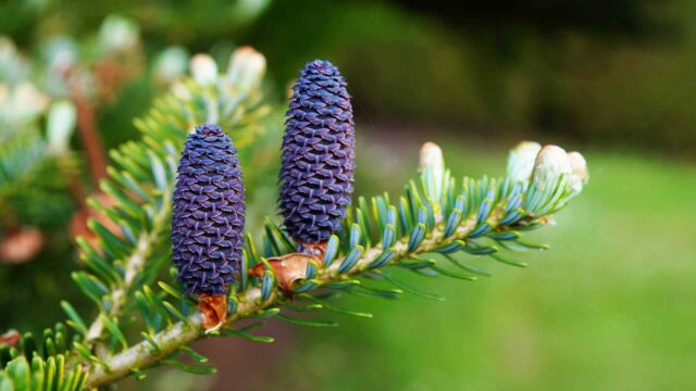 How to use pines in yard